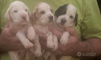 Cuccioli setter inglese Livent