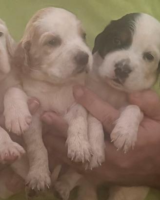 Cuccioli setter inglese Livent