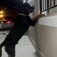 Rottweiler maschio per accoppiamento