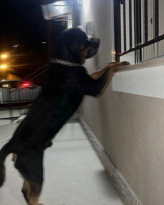 Rottweiler maschio per accoppiamento