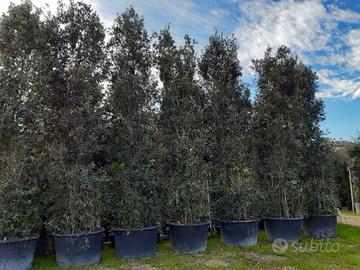 Leccio da siepe altezza fino a 6 metri