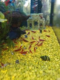 Neocaridina rossa davidi Bloody Mary