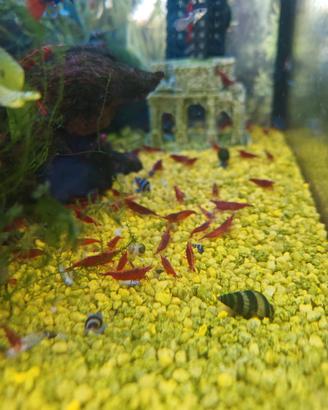 Neocaridina rossa davidi Bloody Mary