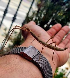 INSETTO STECCO ITALIANO. (4 esemplari)