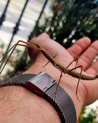 INSETTO STECCO ITALIANO. (4 esemplari)