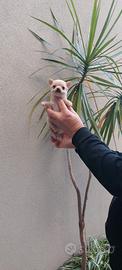 Cuccioli di chihuahua