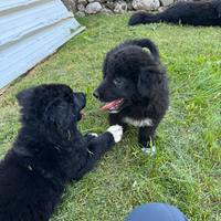 Cuccioli maremmano/pastore belga