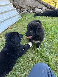 Cuccioli maremmano/pastore belga