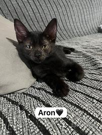 Aron gattino 2 mesi