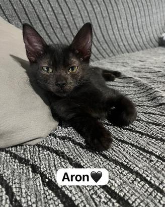 Aron gattino 2 mesi