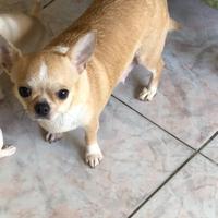 Chihuahua femmina 2anni con pedigree