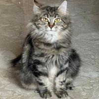 Gatta siberiana