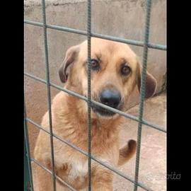 Cagnolini in adozione SELENA ROMOLO PETRA