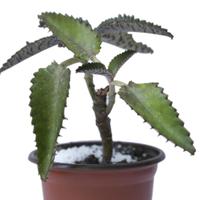 Kalanchoe daigremontiana succulenta tigrata 