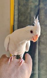 Pappagallo Calopsite allevamento a mano