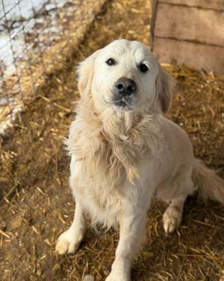 MARLON, magnifico mix GOLDEN RETRIEVER