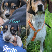 Intriganti cuccioli