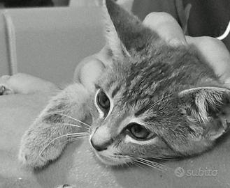 Gattini di due mesi