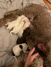 Cuccioli di Lagotto Romagnolo