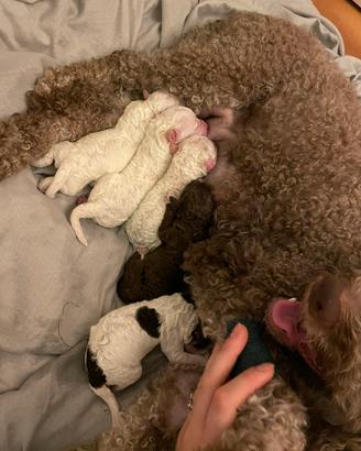 Cuccioli di Lagotto Romagnolo