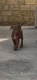 American Pitbull terrier