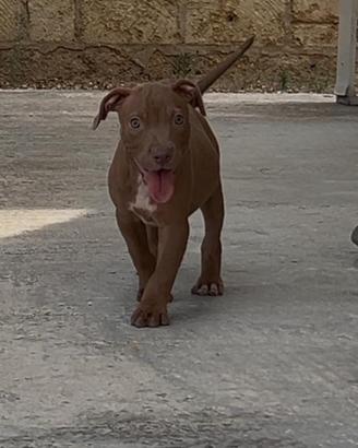 American Pitbull terrier