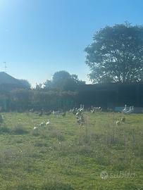 Anatre, oche, galline disponibili