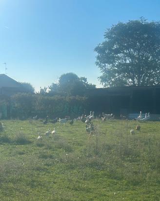 Anatre, oche, galline disponibili