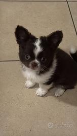 Chihuahua maschio disponibile