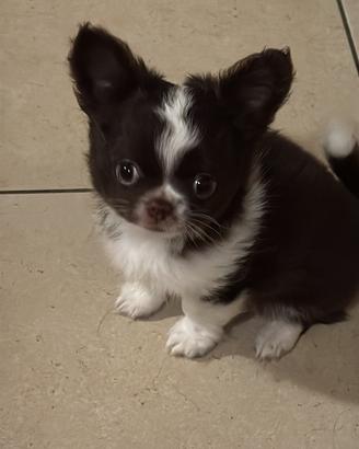 Chihuahua maschio disponibile