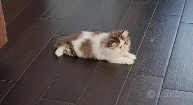 Cucciola di gatto persiano ipertipico bicolor