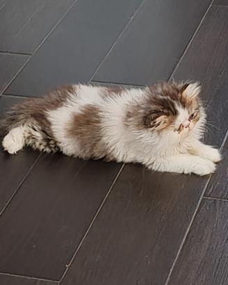 Cucciola di gatto persiano ipertipico bicolor