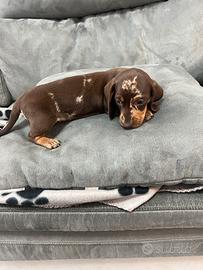 Bassotto cioccolato Arlecchino