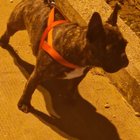 Bouledogue francese