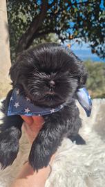 Shih tzu con pedigree
