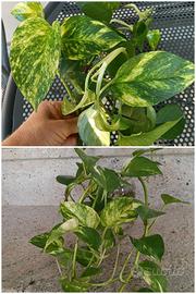 Due gruppi di pothos 