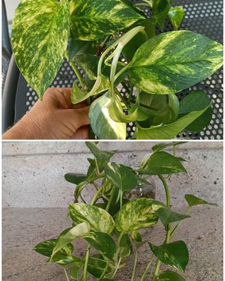 Due gruppi di pothos 