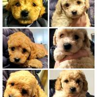 Cuccioli di barboncino nano