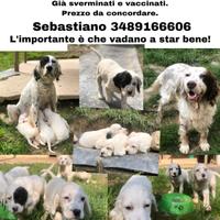 Cuccioli setter inglese