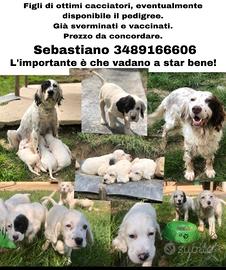 Cuccioli setter inglese