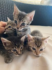 Gattini mix persiano