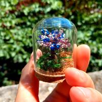 Bonsai di mezza stagione