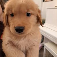 Cuccioli golden retriever americani