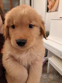 Cuccioli golden retriever americani