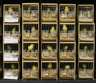 Canarini da Canto Malinois waterslager