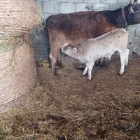 Mucca domata a mungere con vitello