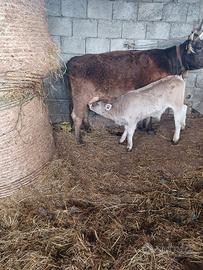 Mucca domata a mungere con vitello