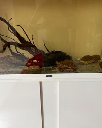 Acquario