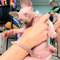 Ultimo cucciolo di sphynx disponibile