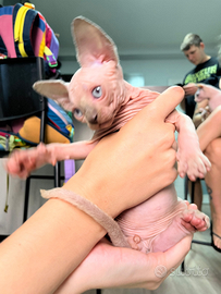 Ultimo cucciolo di sphynx disponibile